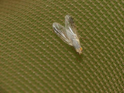 Réf. 289 144 : Acanthiophilus helianthi